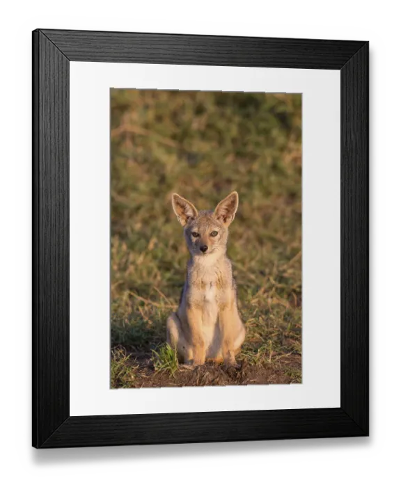 Framed Print : Black-backed jackals (Canis mesomelas) Framed Print : Black-backed jackals (Canis mesomelas)