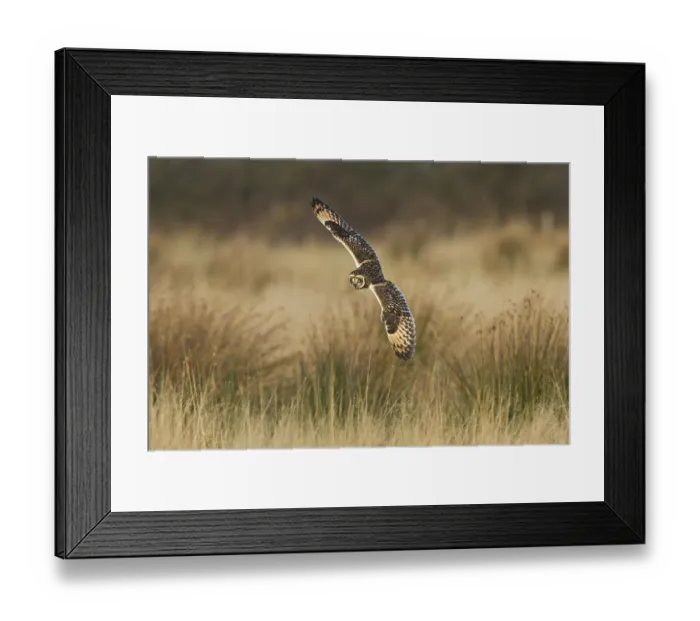 Framed Print : Short-eared owl (Asio flammeus) adult