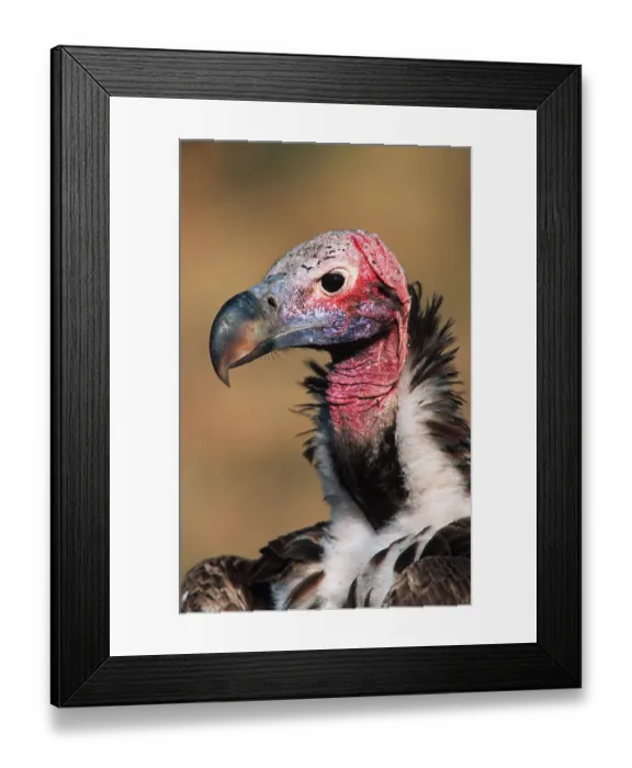 Framed Print : Lappet-faced nubian vulture (Torgos tracheliotus) adult