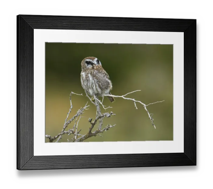 Framed Print : Austral Pygmy-owl (Glaucidium nana) adult Framed Print : Austral Pygmy-owl (Glaucidium nana) adult