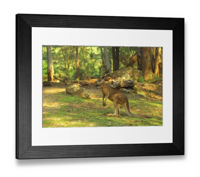Framed Print : Eastern Grey Kangaroo (Macropus giganteus) family group