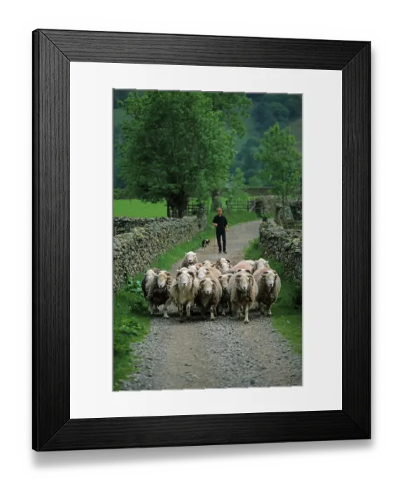 Framed Print : Sheep farming, shepherd with Border Collie Framed Print : Sheep farming, shepherd with Border Collie