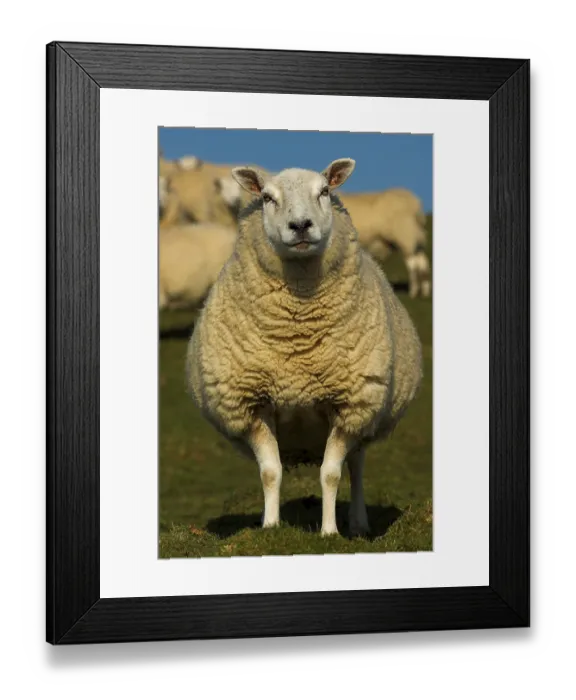 Framed Print : Domestic Sheep, Lleyn ewe, standing in field