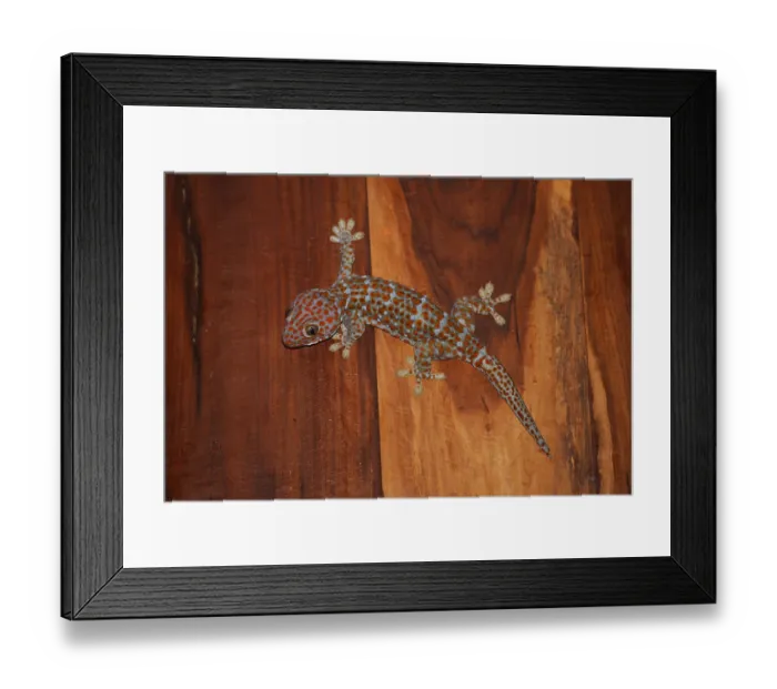 Framed Print : Tokay gecko (Gecko gecko) adult
