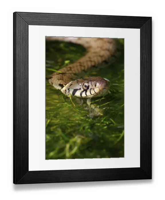 Framed Print : Grass Snake (Natrix natrix) adult