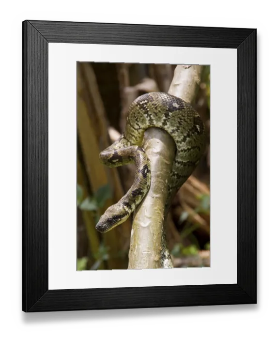 Framed Print : Madagascar Tree Boa (Sanzinia madagascariensis)