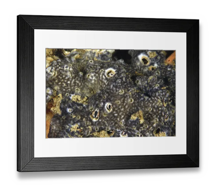 Framed Print : Sea squirt, Sea squirts, Other animals Framed Print : Sea squirt, Sea squirts, Other animals