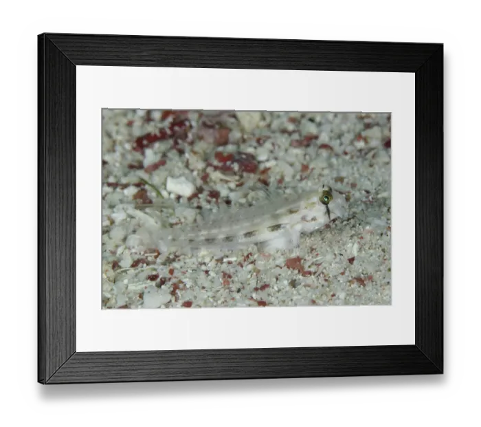 Framed Print : Eye goby Gnatholepsis anjerensis adult
