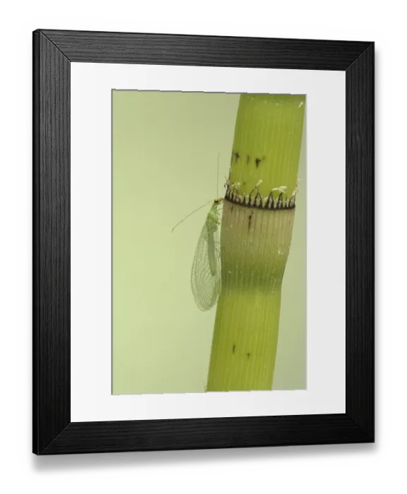 Framed Print : Common Green Lacewing (Chrysoperla carnea) adult