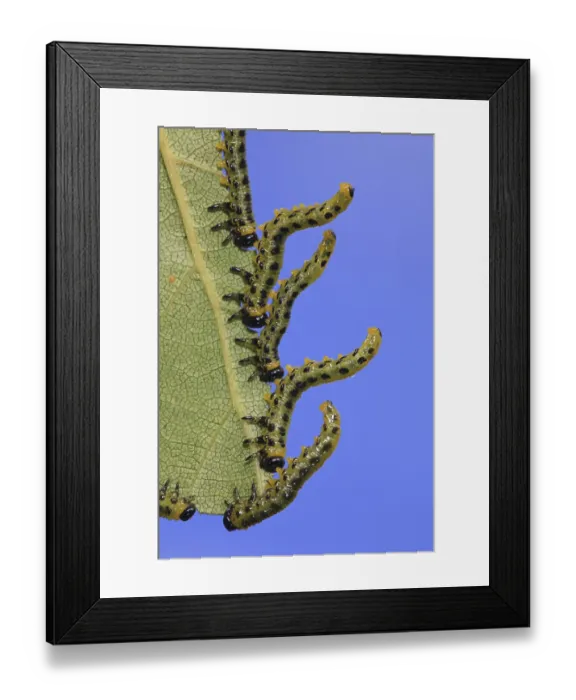 Framed Print : Birch Sawfly (Croesus septentrionalis) larvae