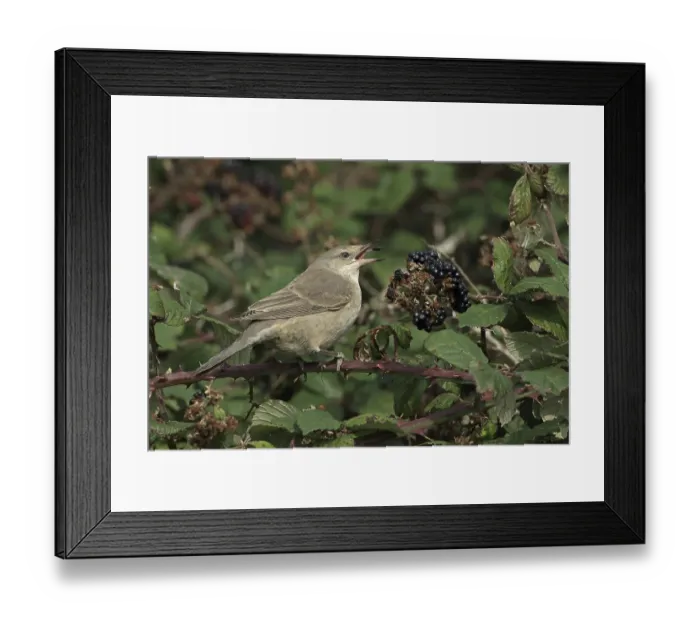 Framed Print : Barred warbler (Sylvia nisoria) immature Framed Print : Barred warbler (Sylvia nisoria) immature