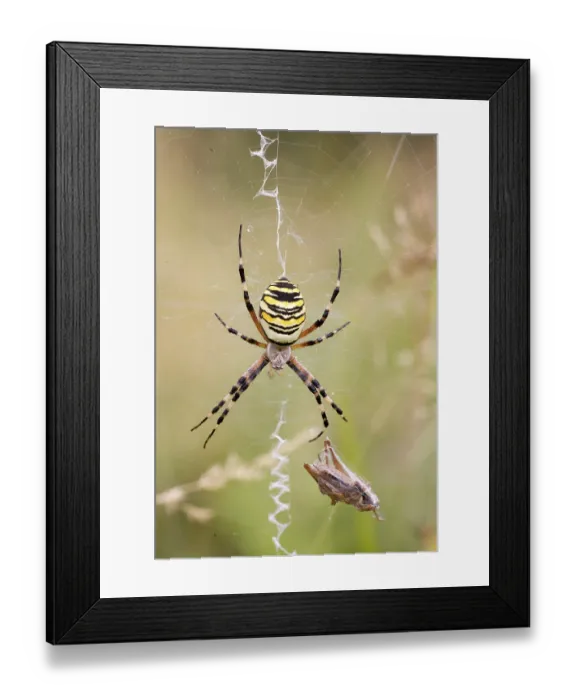 Framed Print : Wasp spider (Argiope bruennichi) with spun grasshopper Framed Print : Wasp spider (Argiope bruennichi) with spun grasshopper