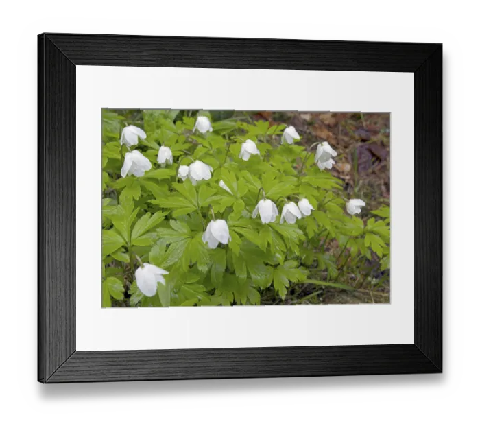 Framed Print : Wood anemone (anemone nemorosa) in the rain Framed Print : Wood anemone (anemone nemorosa) in the rain