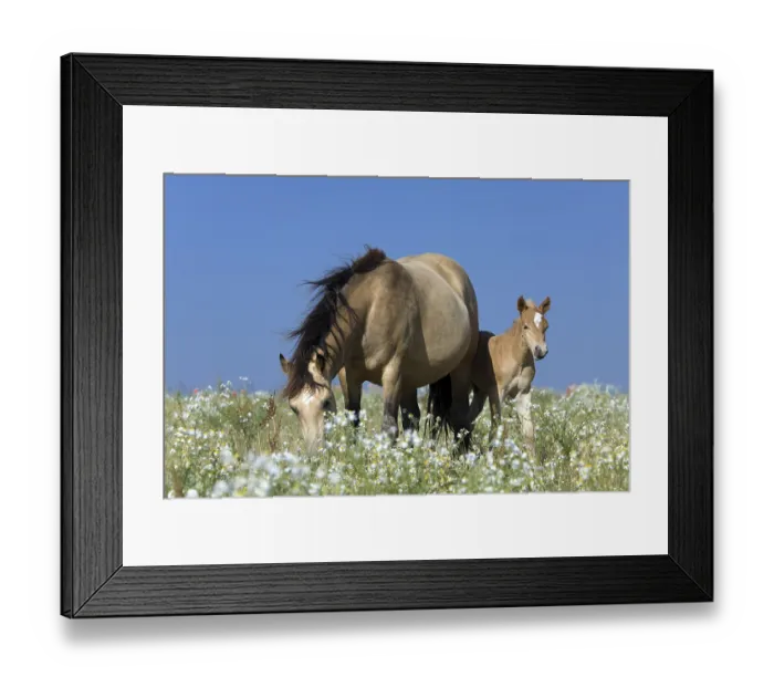 Framed Print : Horse-Mix, German Riding Pony - Haflinger, Foal