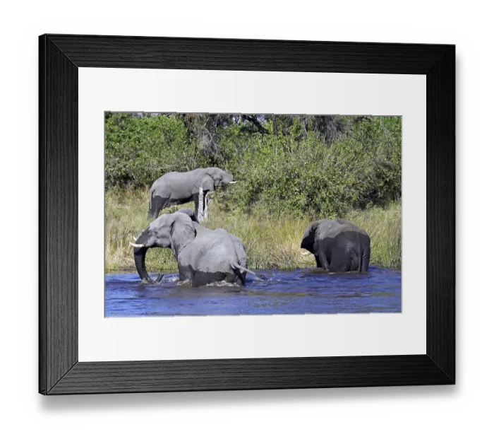 Framed Print : African elephants (Loxodonta africana)