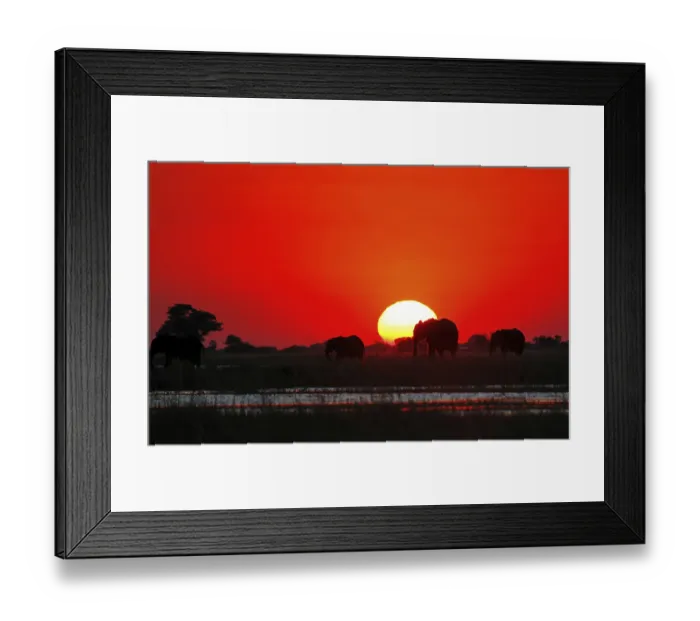 Framed Print : Elephants in the sunset at Chobe river Framed Print : Elephants in the sunset at Chobe river