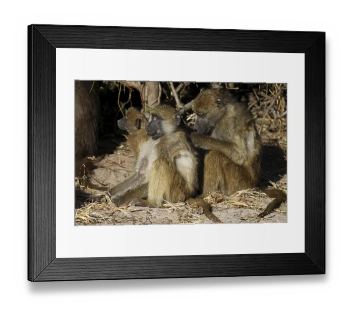 Framed Print : Yellow baboons (papio cynocephalus)