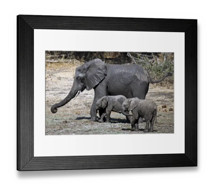 Framed Print : Elephants (Loxodonta africana) at Lower Zambezi National Park