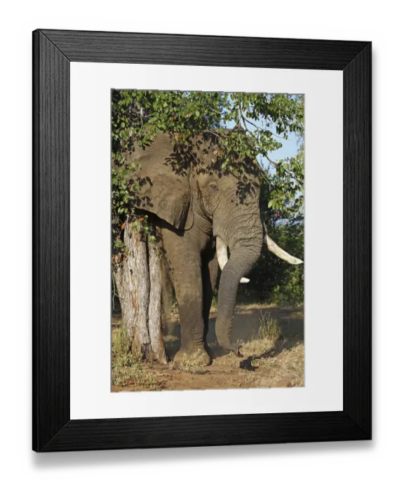 Framed Print : Elefantenbulle im Kruger Nationalpark S
