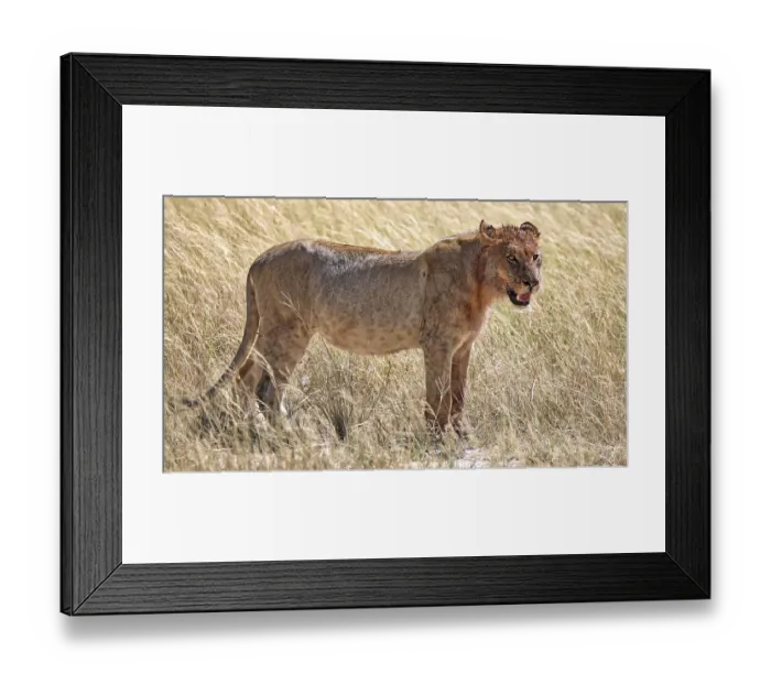 Framed Print : Lioness (Panthera leo) Etosha National Park
