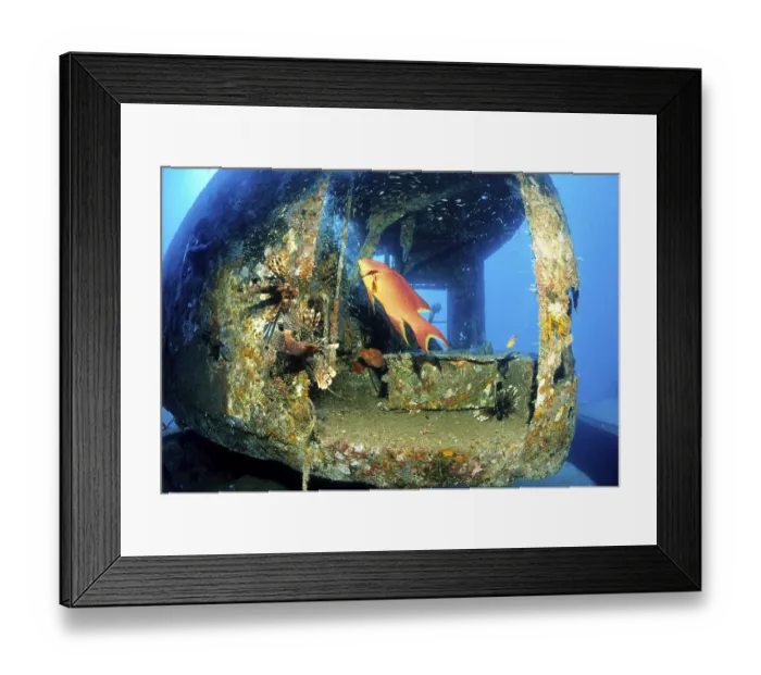 Framed Print : Juvenile perch in the wreck Framed Print : Juvenile perch in the wreck