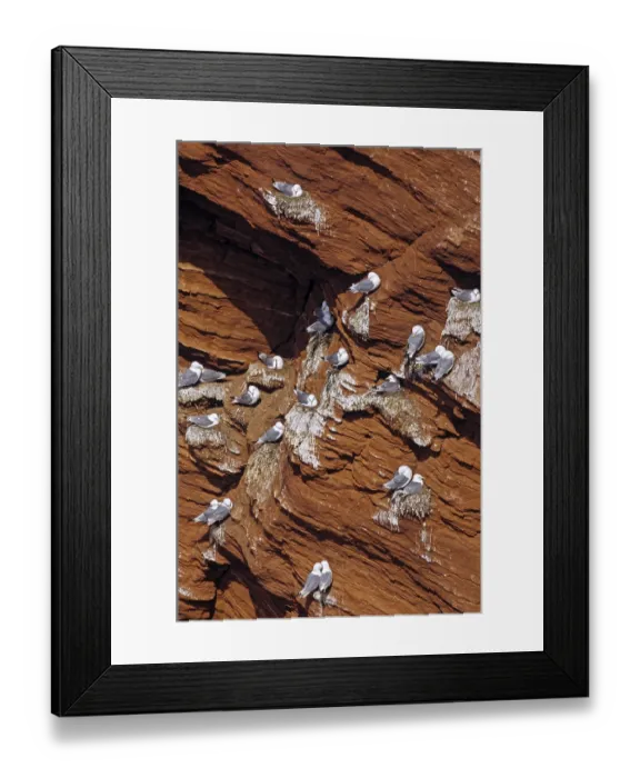 Framed Print : Kittiwakes at the bird rock from Heligoland