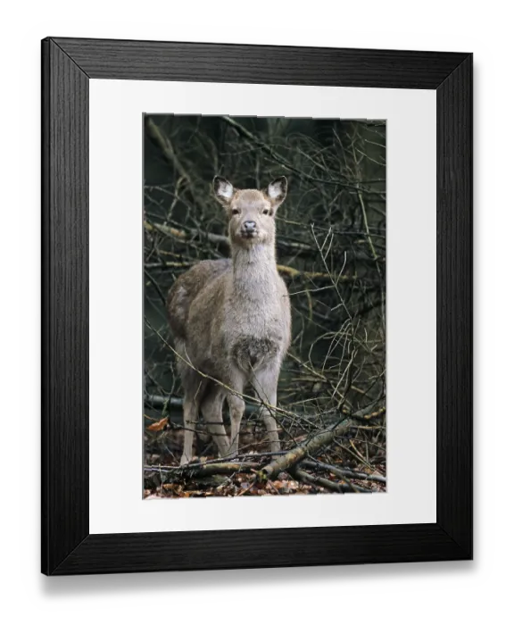 Framed Print : Subspecies: Dybowski sika deer (Cervus nippon)