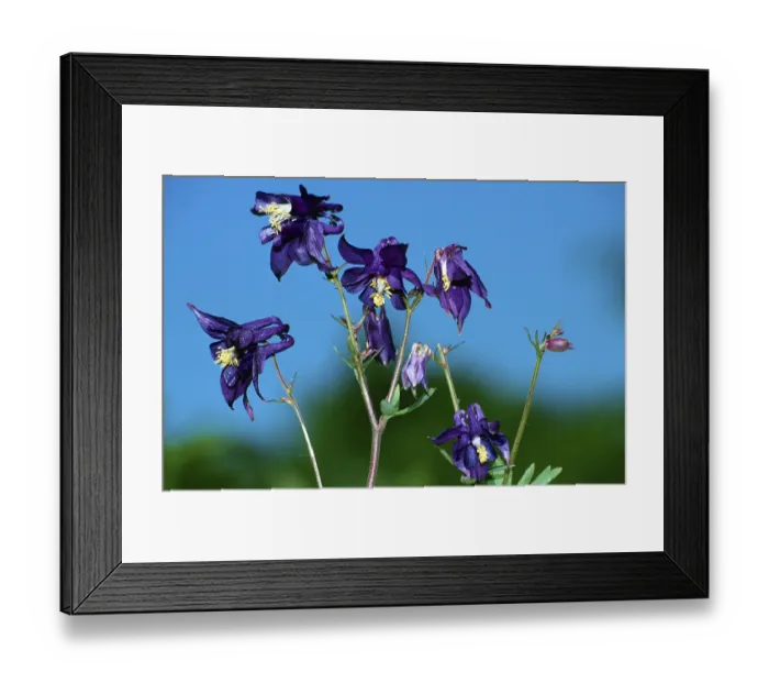 Framed Print : European columbine (aquilegia vulgaris) Framed Print : European columbine (aquilegia vulgaris)