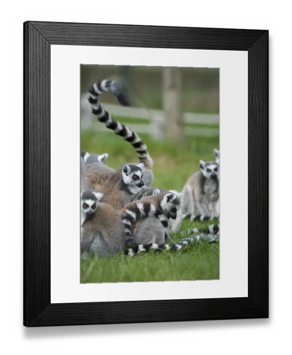 Framed Print : Affen, africa, alert, animal, beautiful