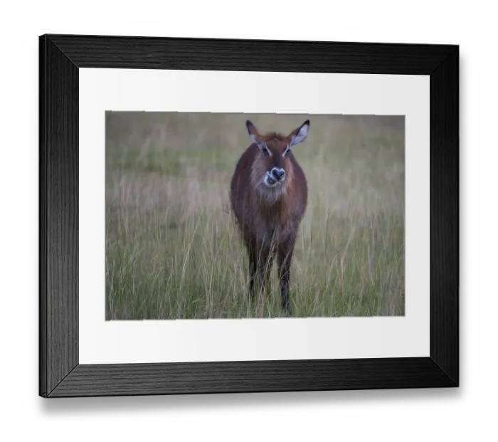 Framed Print : Africa (bovidae) african, animal Framed Print : Africa (bovidae) african, animal