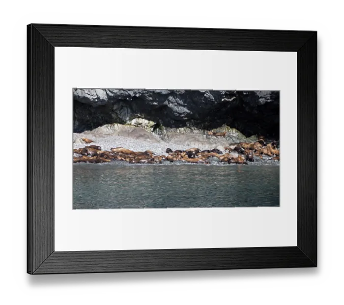 Framed Print : A group of sea lions on the beach Framed Print : A group of sea lions on the beach
