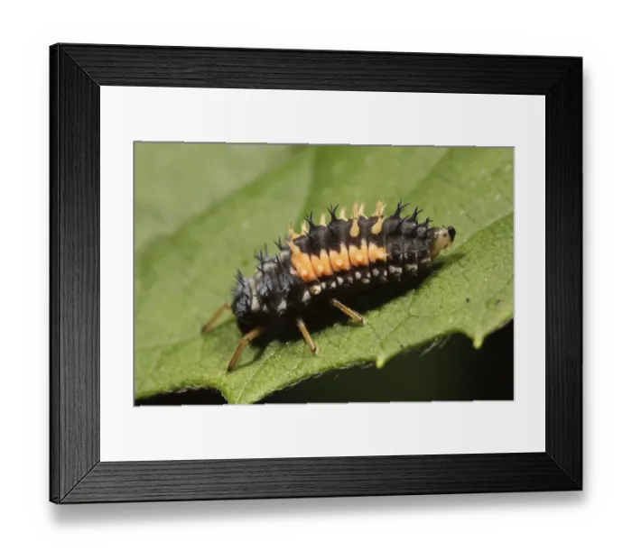 Framed Print : Ladybird larva