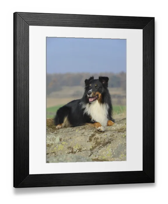Framed Print : Shetland Sheepdog, Sheltie, tricolour Framed Print : Shetland Sheepdog, Sheltie, tricolour