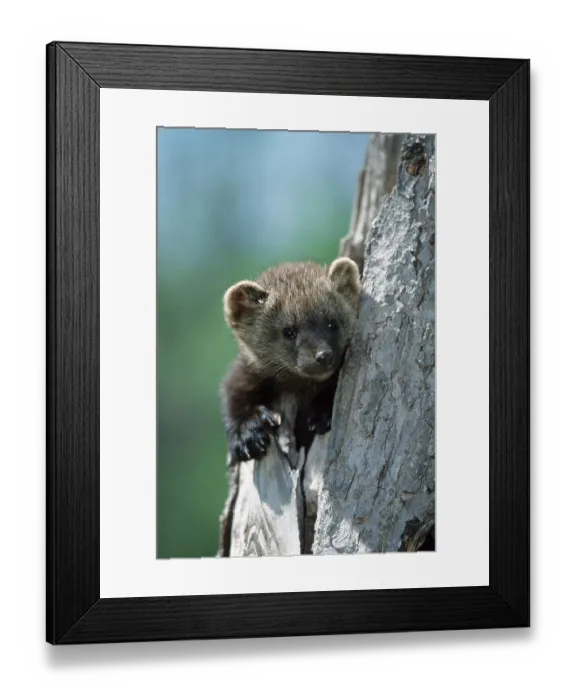 Framed Print : Pacific, fisher (Martes pennanti) Pecan Framed Print : Pacific, fisher (Martes pennanti) Pecan