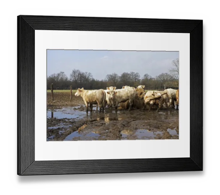 Framed Print : Charolais domestic cattle in Normandy Framed Print : Charolais domestic cattle in Normandy