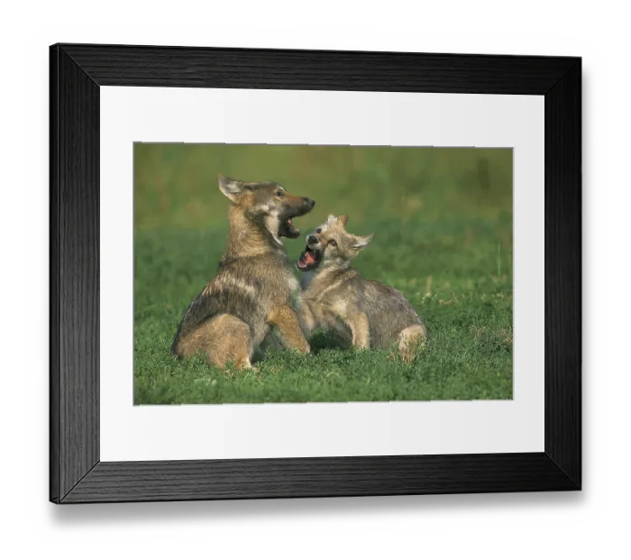 Framed Print : EUROPEAN gray wolf (canis lupus), WELPE PLAYING Framed Print : EUROPEAN gray wolf (canis lupus), WELPE PLAYING