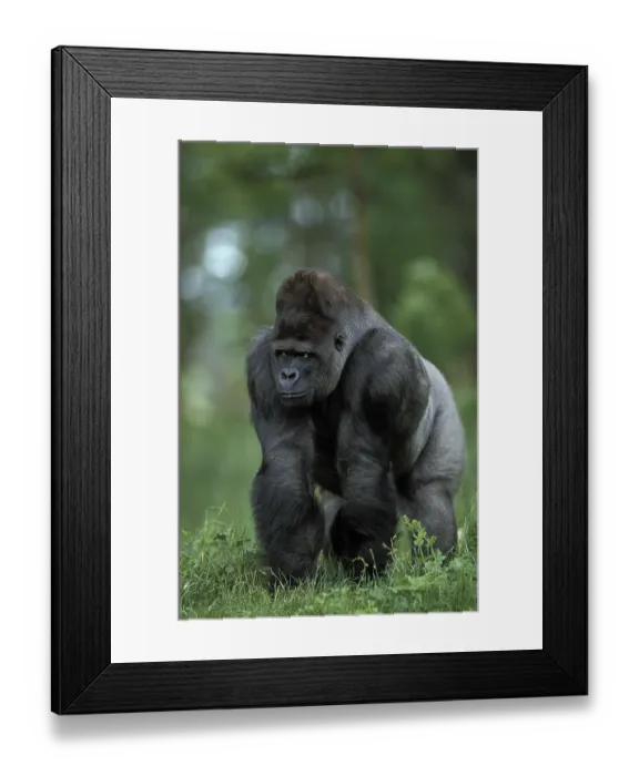 Framed Print : Eastern western gorilla (gorilla gorilla) graueri