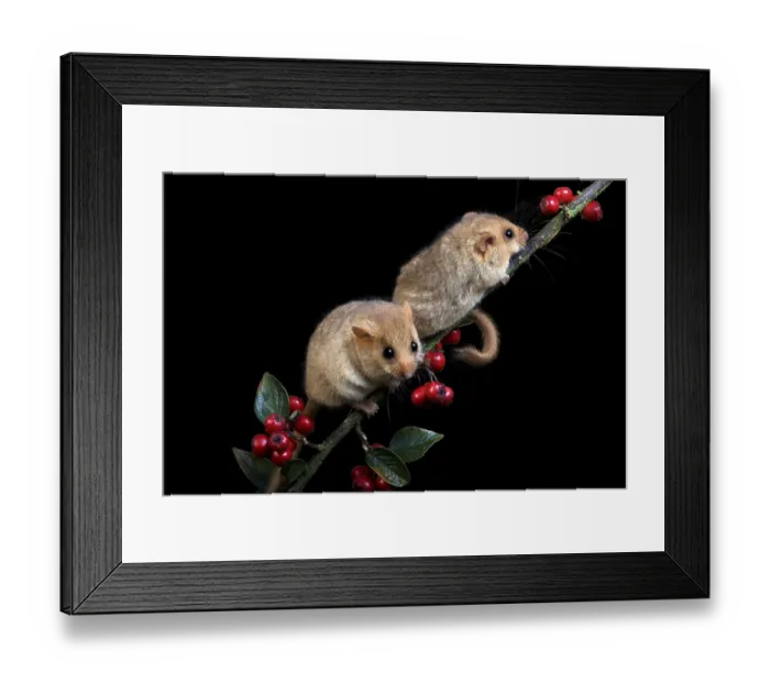 Framed Print : COMMON hazel dormouse (muscardinus avellanarius)