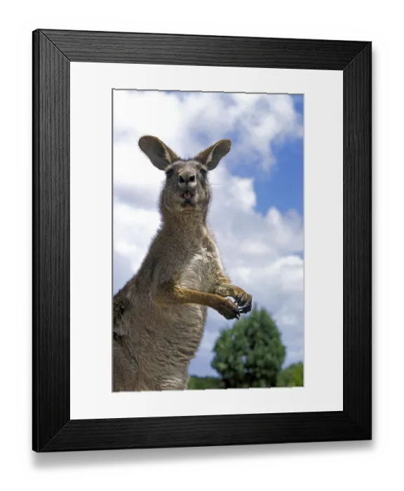 Framed Print : Eastern grey Eastern grey kangaroo (macropus giganteus)