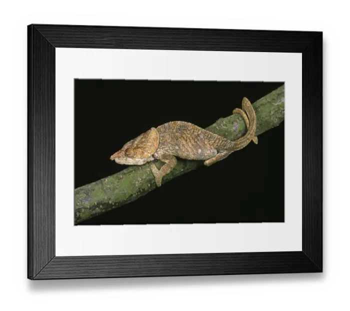 Framed Print : Short horned chameleon (calumma brevicornis)