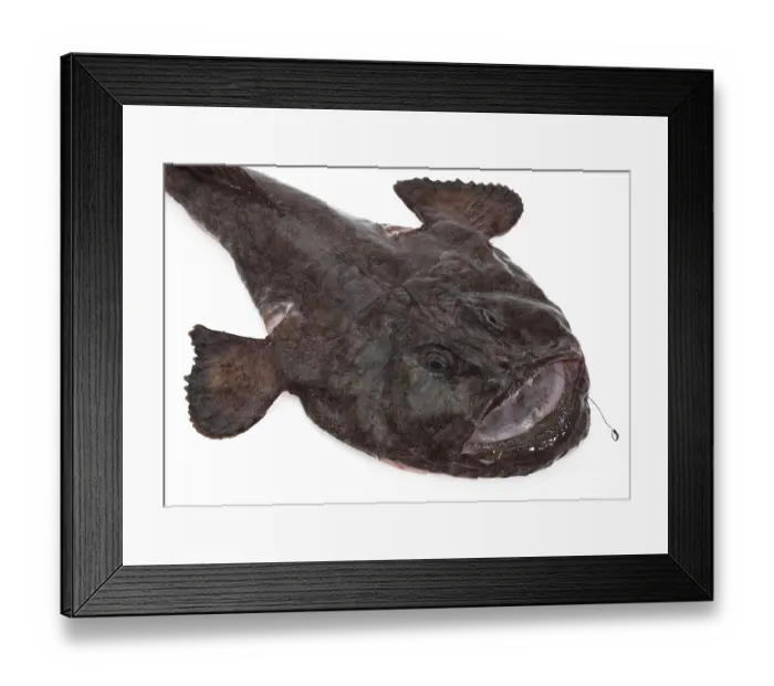 Framed Print : Monkfish (lophius piscatorius)