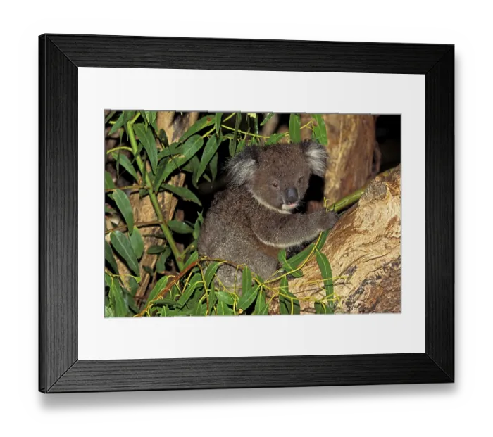 Framed Print : Koala (phascolarctos cinereus)