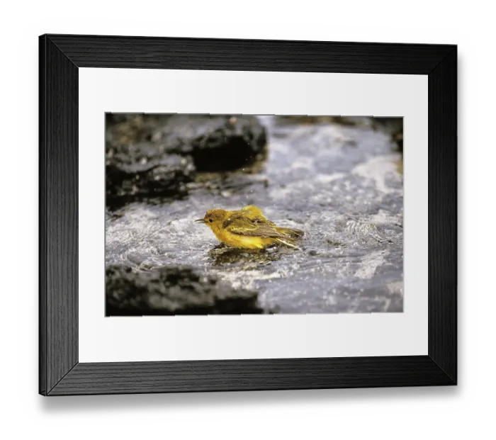Framed Print : Yellow Warbler (dendroica petechia) Framed Print : Yellow Warbler (dendroica petechia)