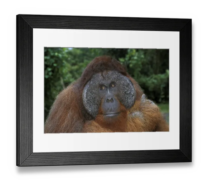Framed Print : ORANG UTAN (pongo pygmaeus), PORTRAIT OF MALE