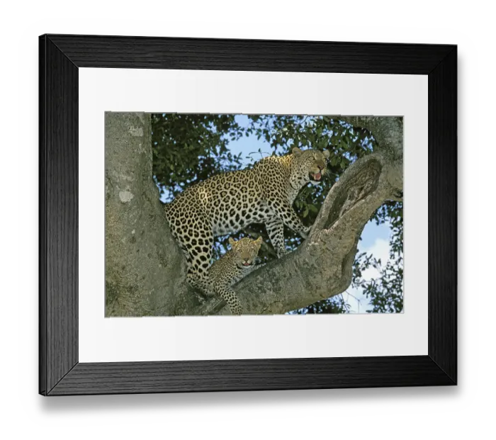 Framed Print : LEOPARD (panthera pardus), MOTHER WITH CUB STANDING IN TREE