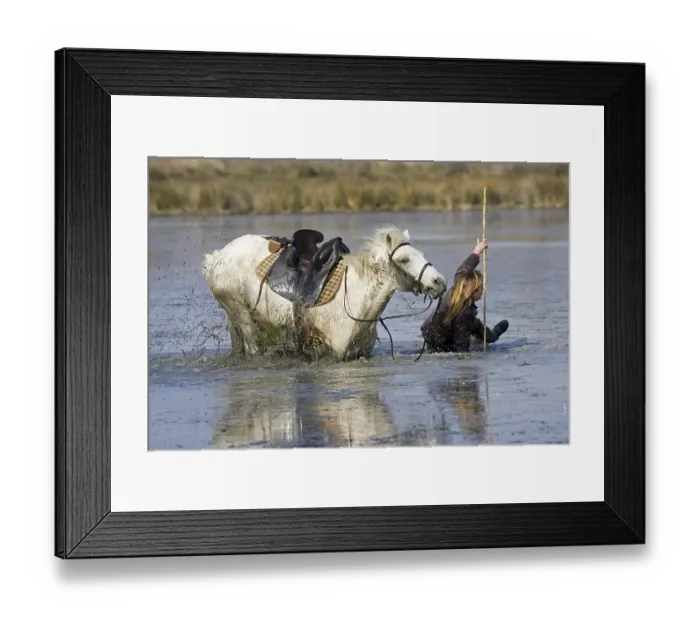 Framed Print : Camargue Horse standing in Swamp Framed Print : Camargue Horse standing in Swamp