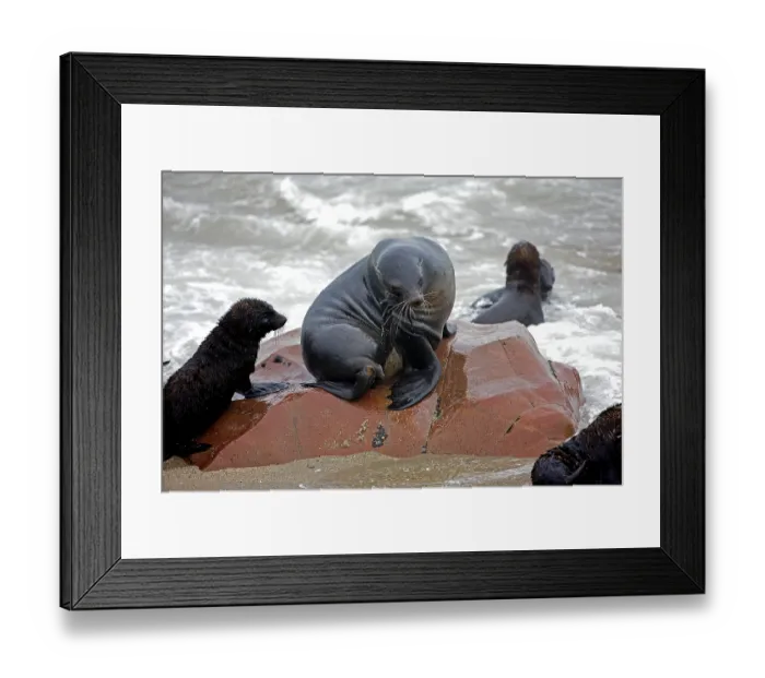 Framed Print : South African Fur Seal (arctocephalus pusillus) Framed Print : South African Fur Seal (arctocephalus pusillus)