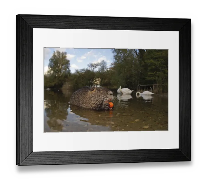 Framed Print : Coypu (Myocastor coypus) Framed Print : Coypu (Myocastor coypus)