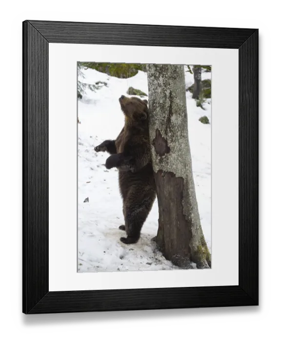 Framed Print : Brown Bear (Ursus arctos) rubbing against a tree trunk in the snow