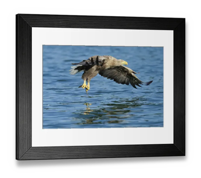Framed Print : White-tailed eagle (Haliaeetus albicilla)
